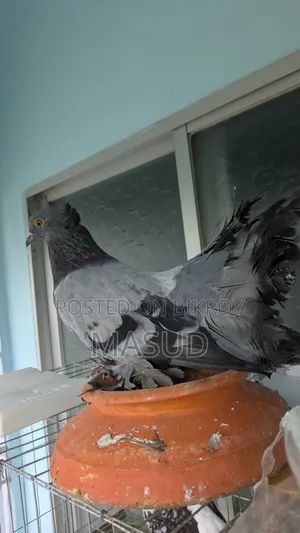 সবুজ লক্ষা ব্ল্যাক লক্ষা নর