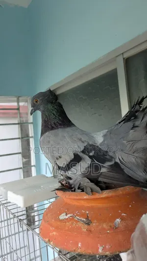 সবুজ লক্ষা ব্ল্যাক লক্ষা নর