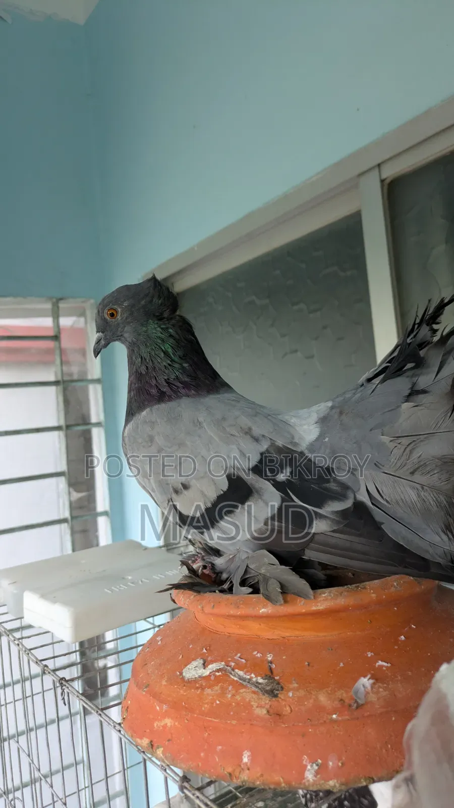 সবুজ লক্ষা ব্ল্যাক লক্ষা নর