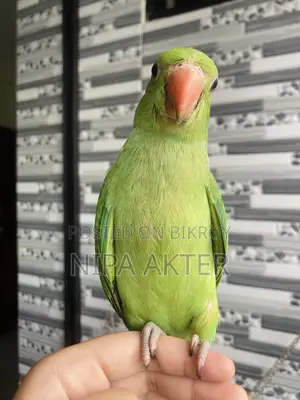 ইন্ডিয়ান রিংনেক বেবি