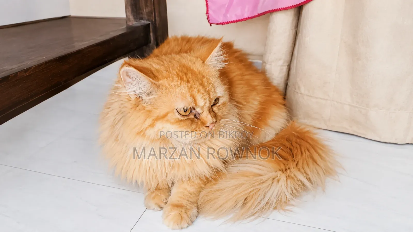 ৬-১২ মাসের নর খাঁটি পার্সিয়ান