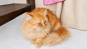 ৬-১২ মাসের নর খাঁটি পার্সিয়ান