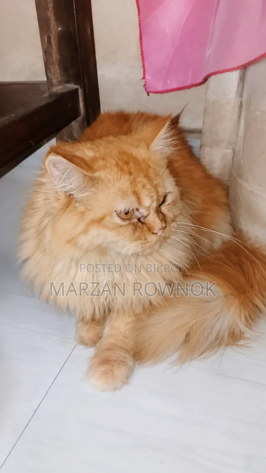 ৬-১২ মাসের নর খাঁটি পার্সিয়ান