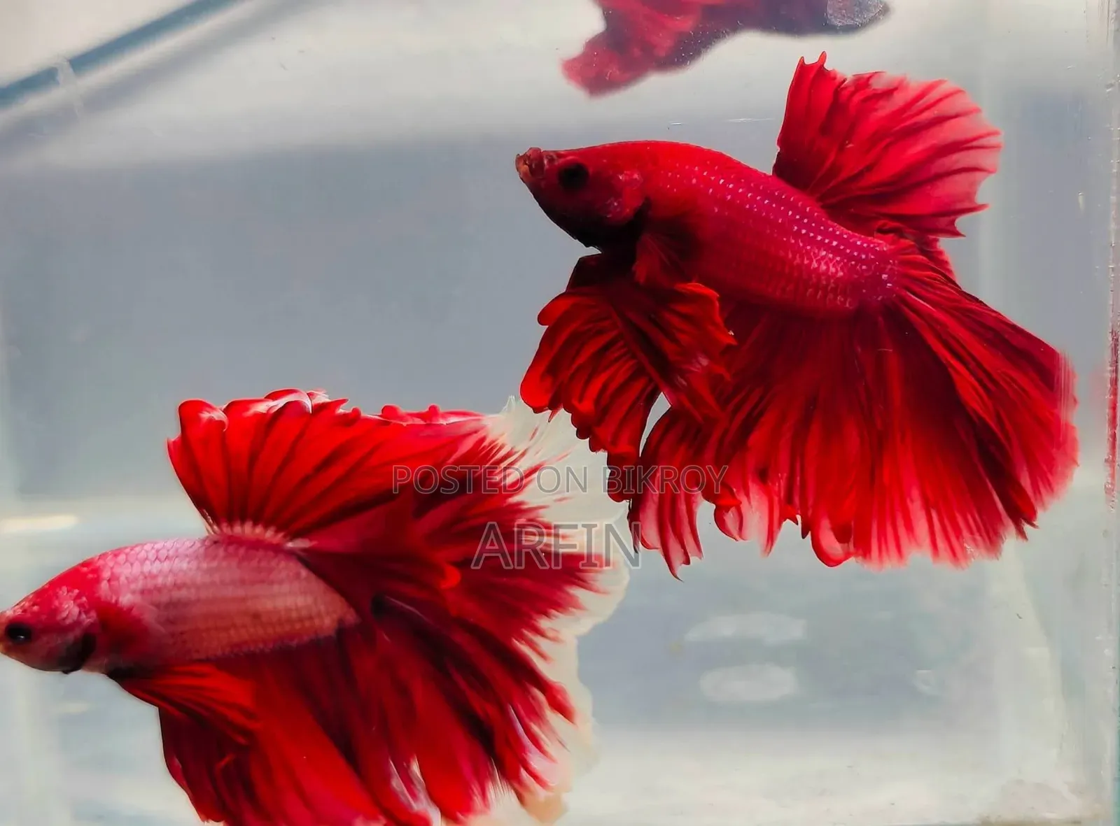 Betta Fish