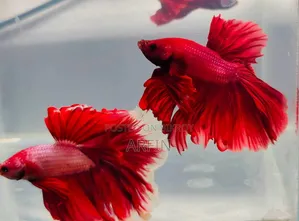 Betta Fish