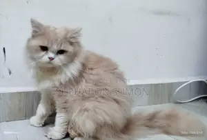 ৬-১২ মাস বয়সী পুরুষ মিক্সড ব্রিড পার্সিয়ান