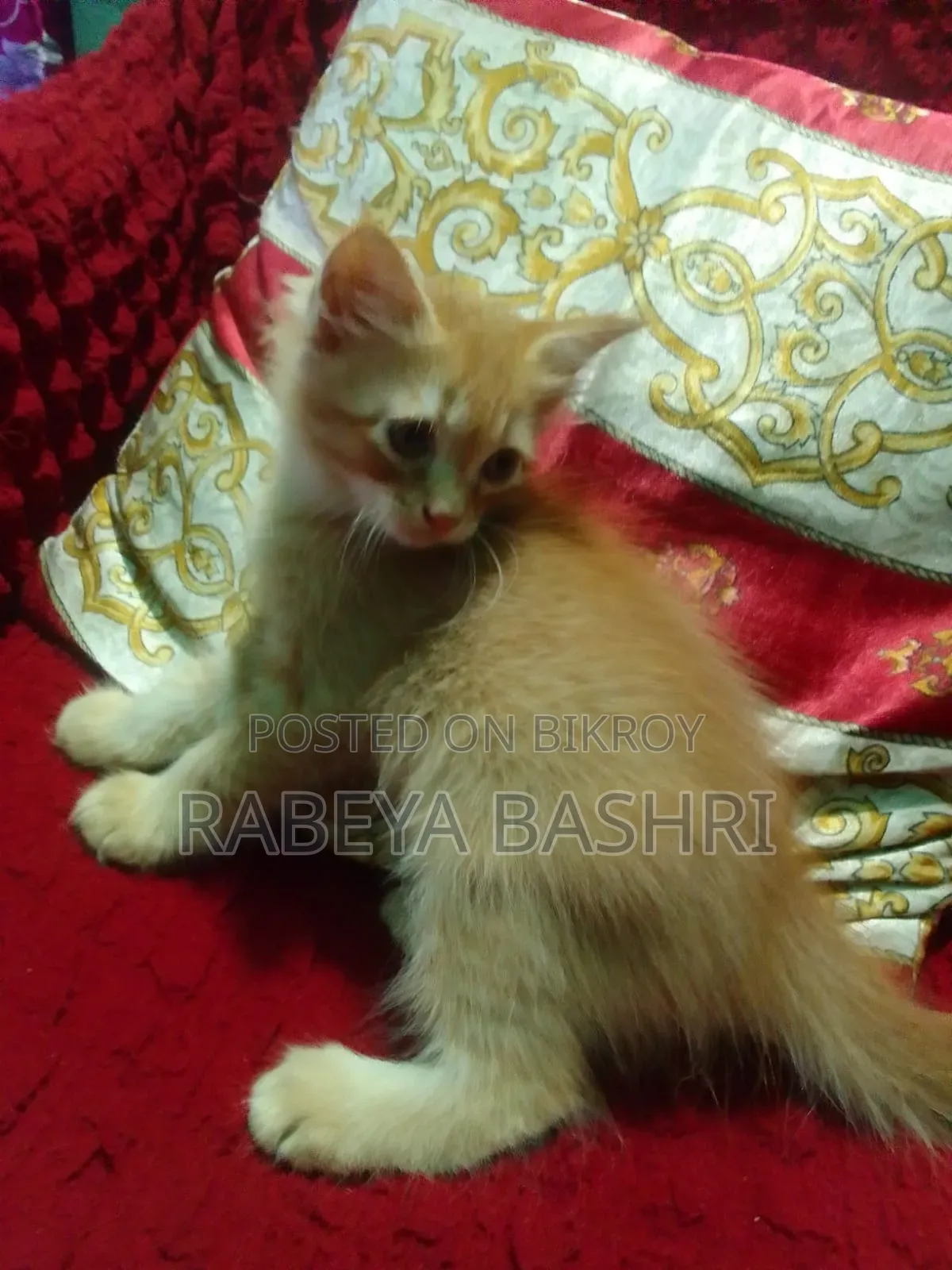 ১-৩ মাস বয়সী নারী মিক্সড ব্রিড পার্সিয়ান