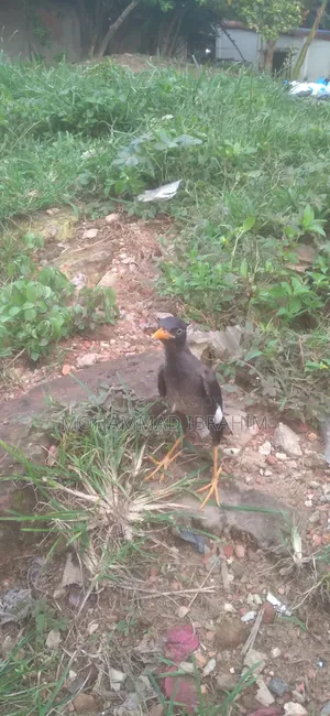 Crested Myna (Full Tame)