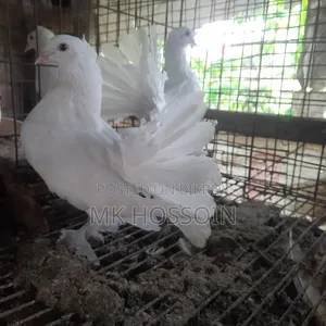 সাদা লাখা