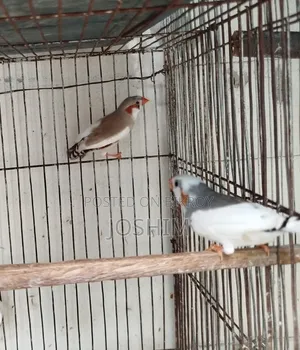 জেব্রা এবং বেঙ্গলি ফিঞ্চ