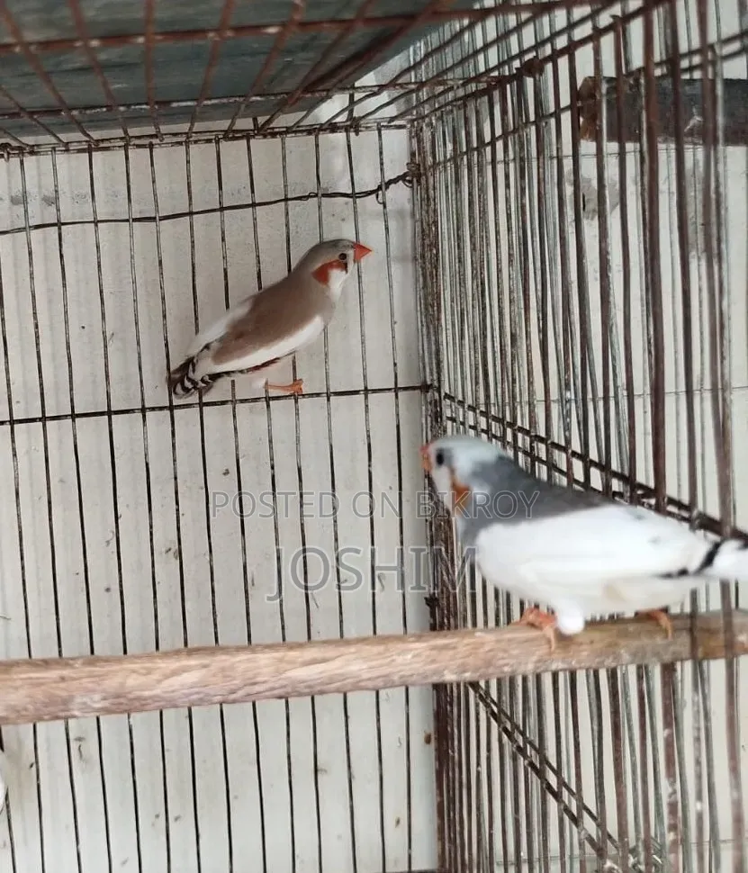 জেব্রা এবং বেঙ্গলি ফিঞ্চ