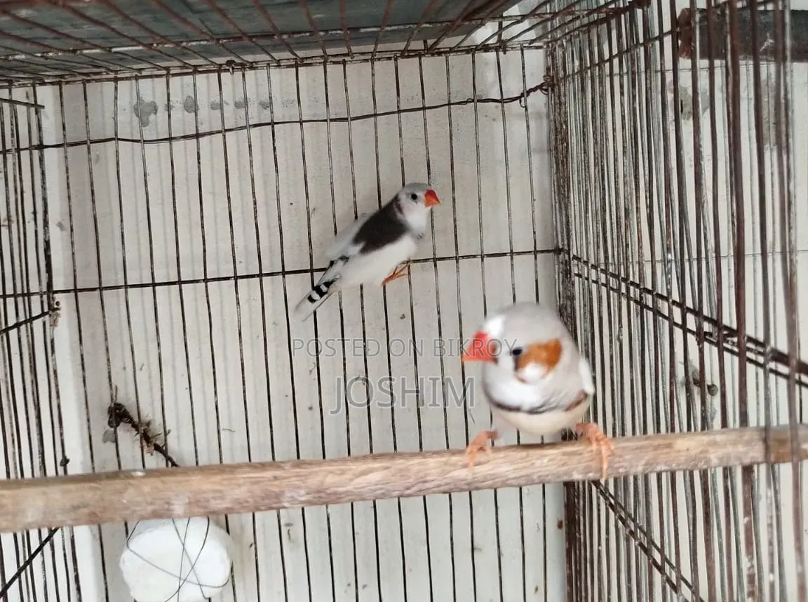 জেব্রা এবং বেঙ্গলি ফিঞ্চ