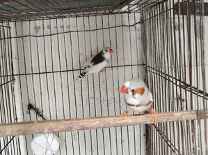 জেব্রা এবং বেঙ্গলি ফিঞ্চ
