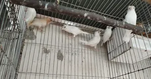 জেব্রা এবং বেঙ্গলি ফিঞ্চ