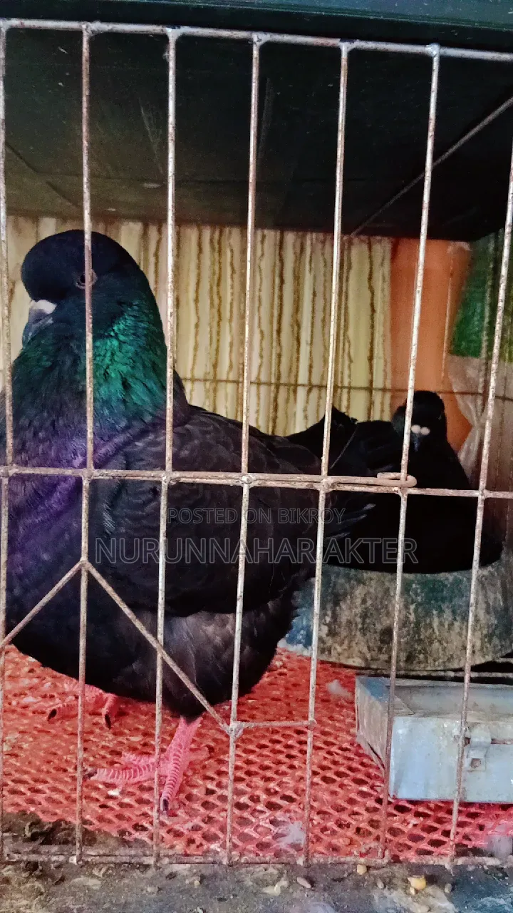 মুন্ডিয়ান মেল + মডানা ফিমেল কবুতর জোড়া বিক্রির জন্য