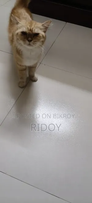 ১+ বছর বয়সী ফিমেল পিওরব্রেড পার্সিয়ান