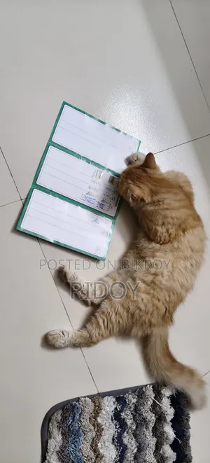 ১+ বছর বয়সী ফিমেল পিওরব্রেড পার্সিয়ান