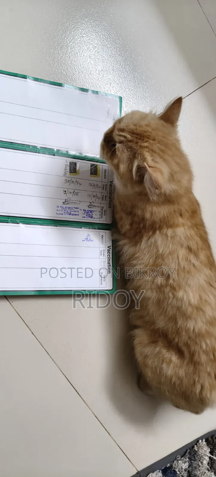 ১+ বছর বয়সী ফিমেল পিওরব্রেড পার্সিয়ান