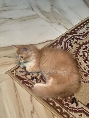 ১-৩ মাসের ফিমেল পিউরব্রেড পার্সিয়ান বিড়াল ছানা