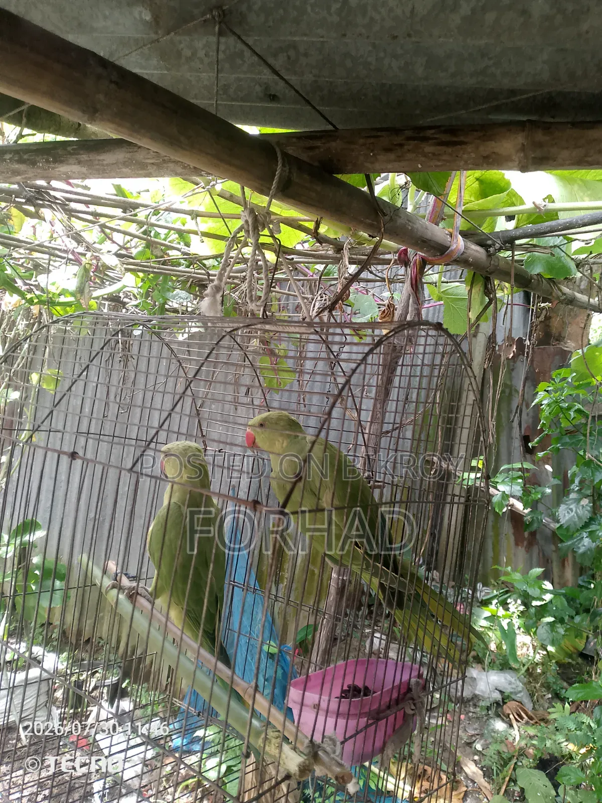 Indian Ringneck Parrot