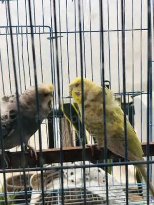 রেইনবো Rainbow Dilute JP Double Crested Female
