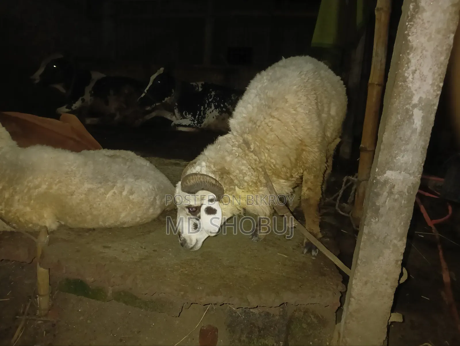 Three sheep for sale, two ewes and one ram, both ewes are pregnant