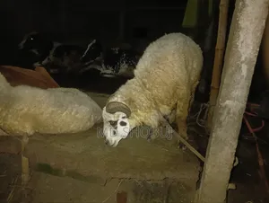 Three sheep for sale, two ewes and one ram, both ewes are pregnant