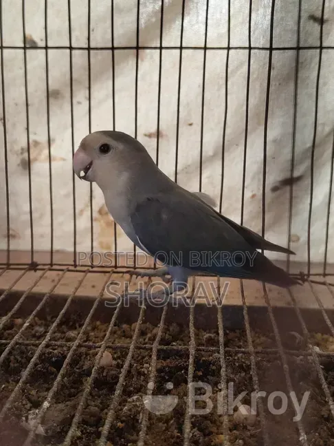 Love Bird Running Jora