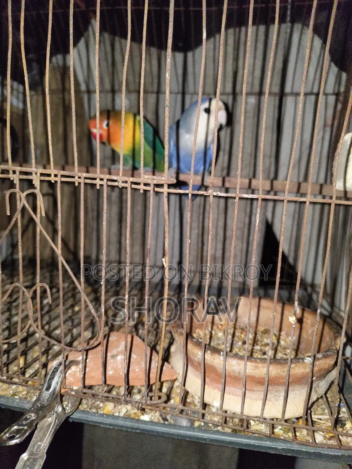 Love Bird Running Jora