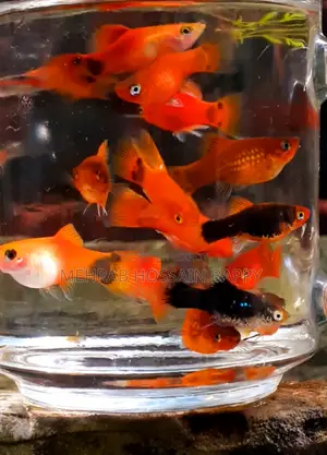 Platy Aquarium Fish
