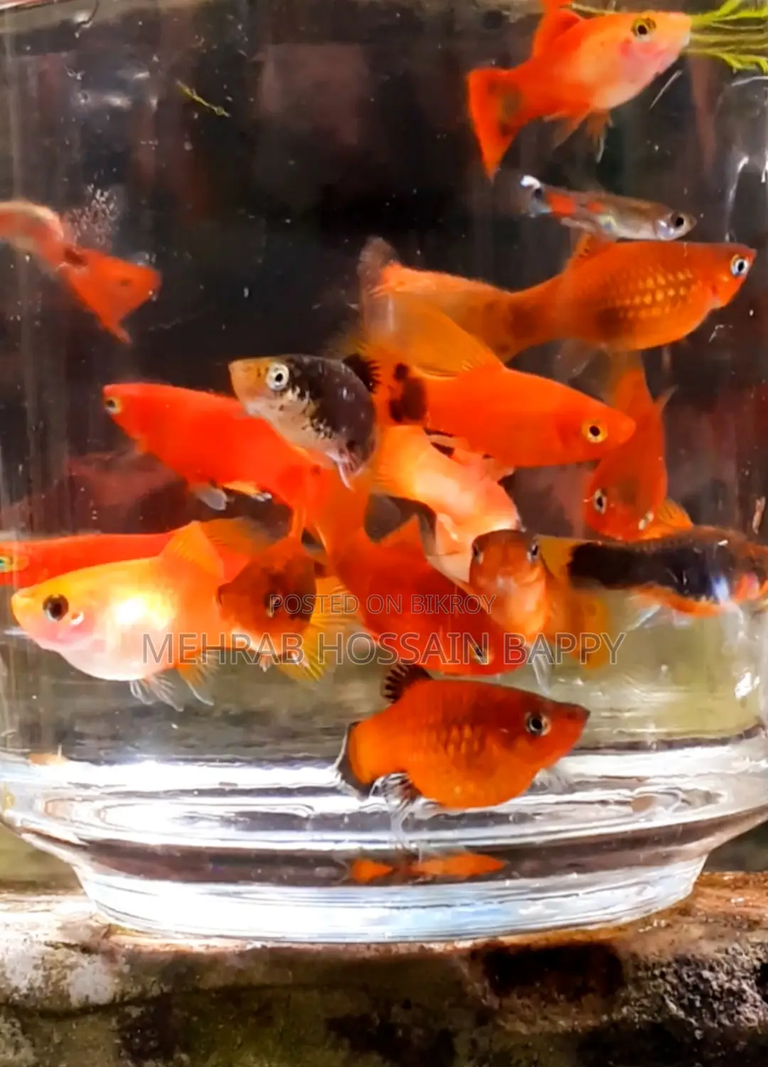 Platy Aquarium Fish