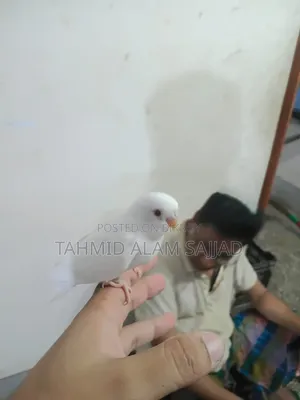 Albino Male,লুটিনো ফিমেল