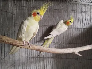 কোকাটেল পাখি