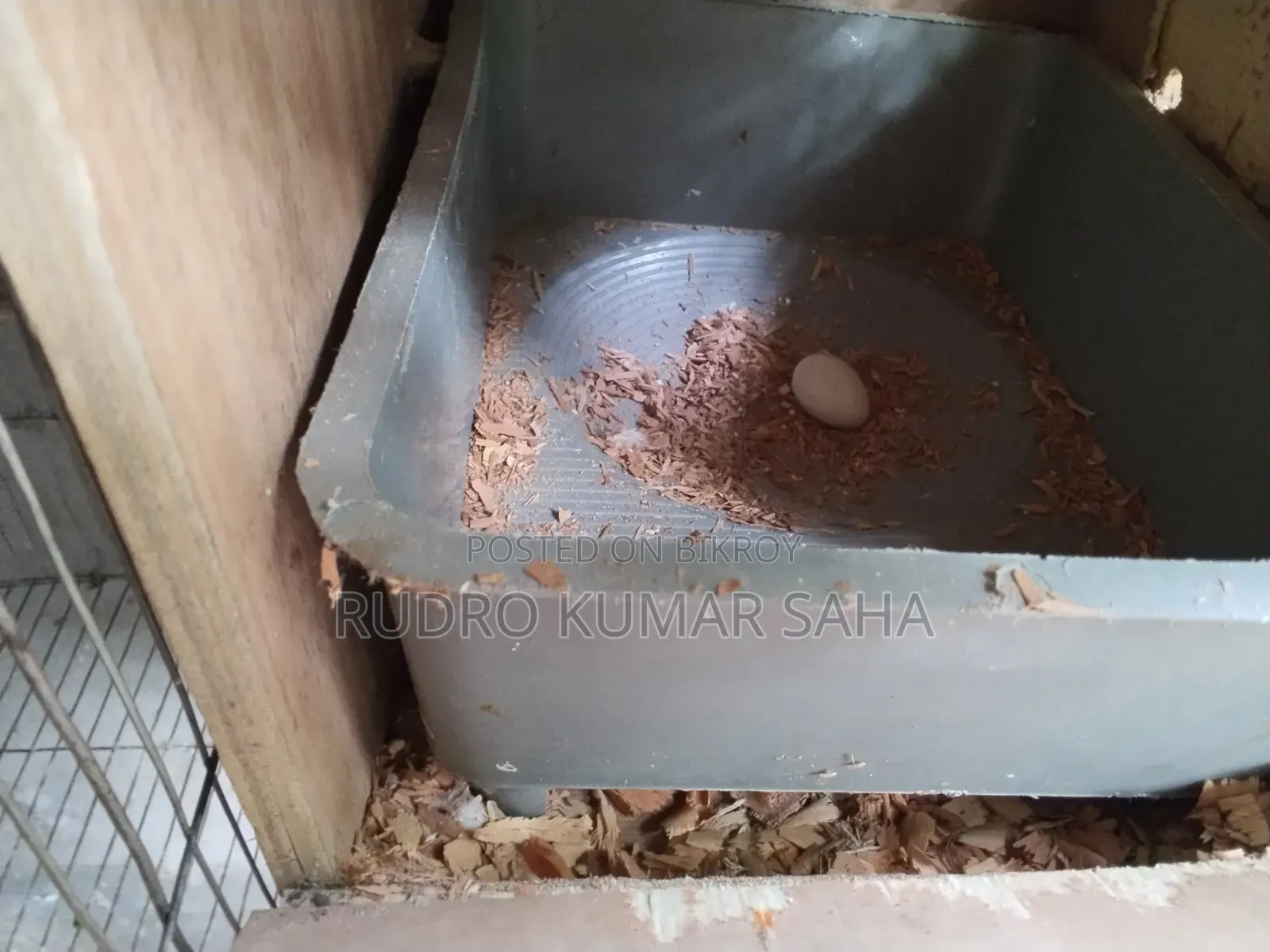 কোকাটেল পাখি