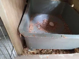 কোকাটেল পাখি