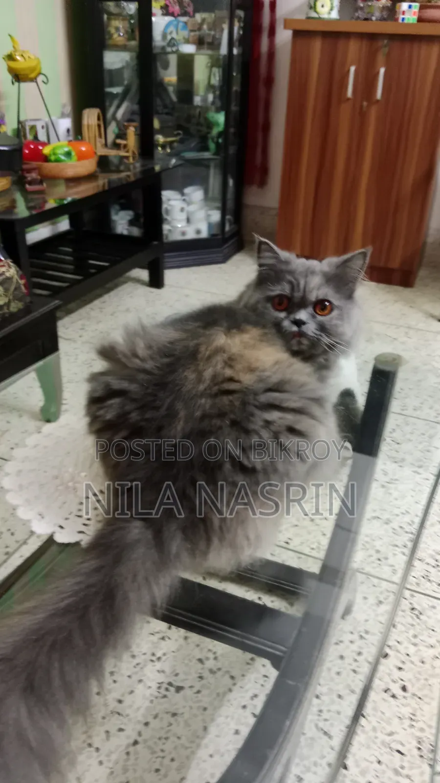 ১+ বছরের নারী খাঁটি পার্সিয়ান বিড়াল
