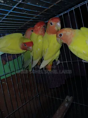 Cockatiel Love Bird Ranging