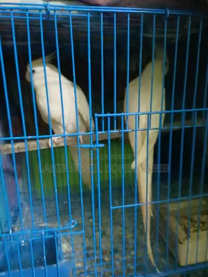 Cockatiel Love Bird Ranging