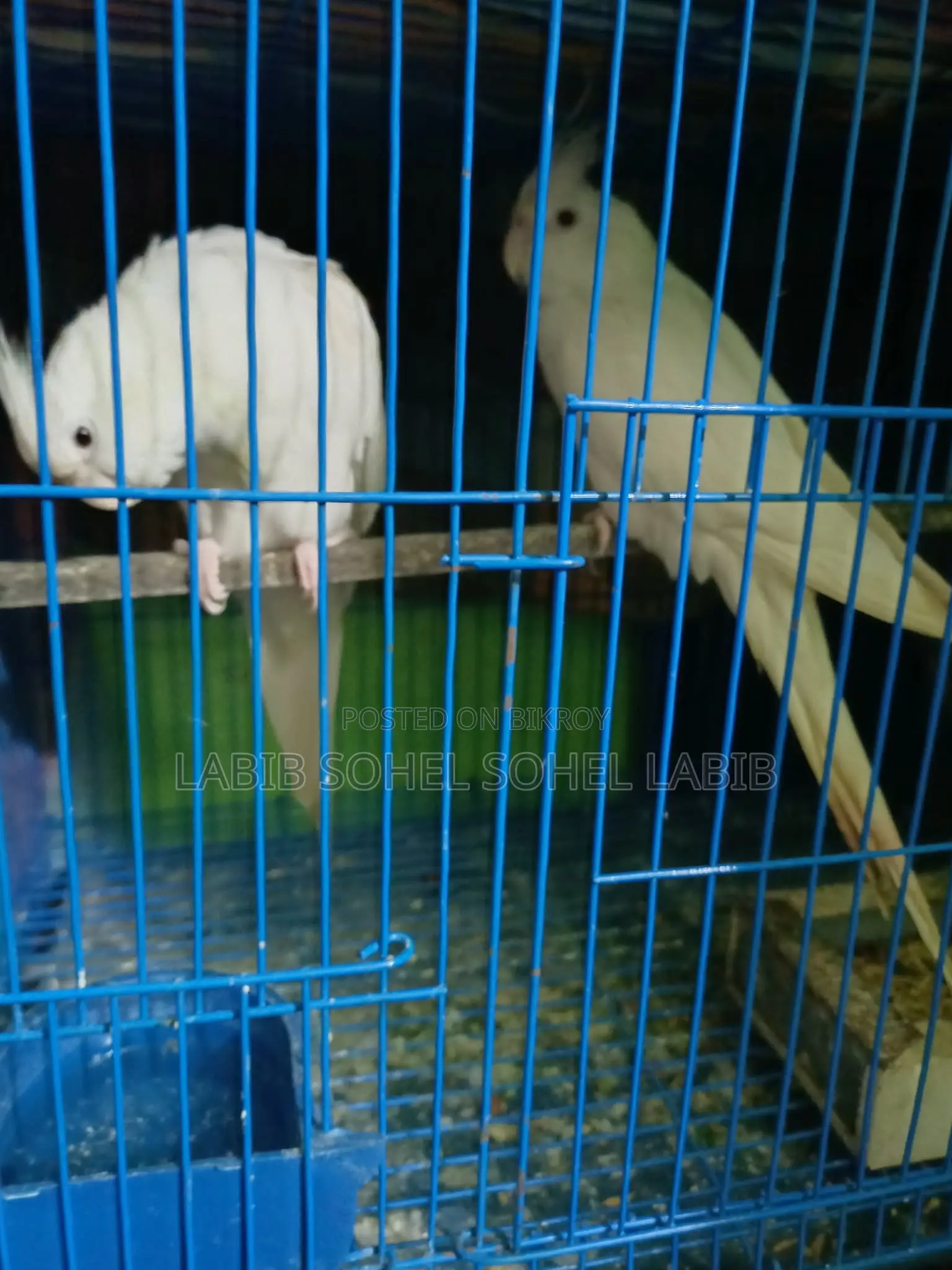 Cockatiel Love Bird Ranging
