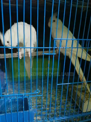 Cockatiel Love Bird Ranging