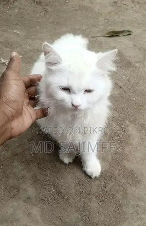 ১+ বছরের নারী খাঁটি পার্সিয়ান
