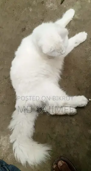১+ বছরের নারী খাঁটি পার্সিয়ান