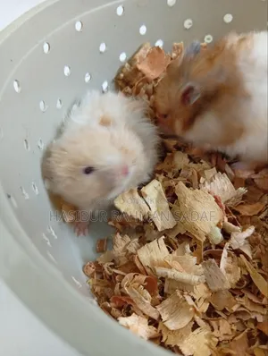 Golden Pair Hamsters or Teddy Bear Hamsters