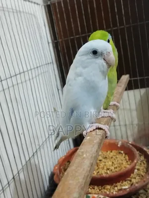ফরপাস মেল এক্সচেঞ্জ