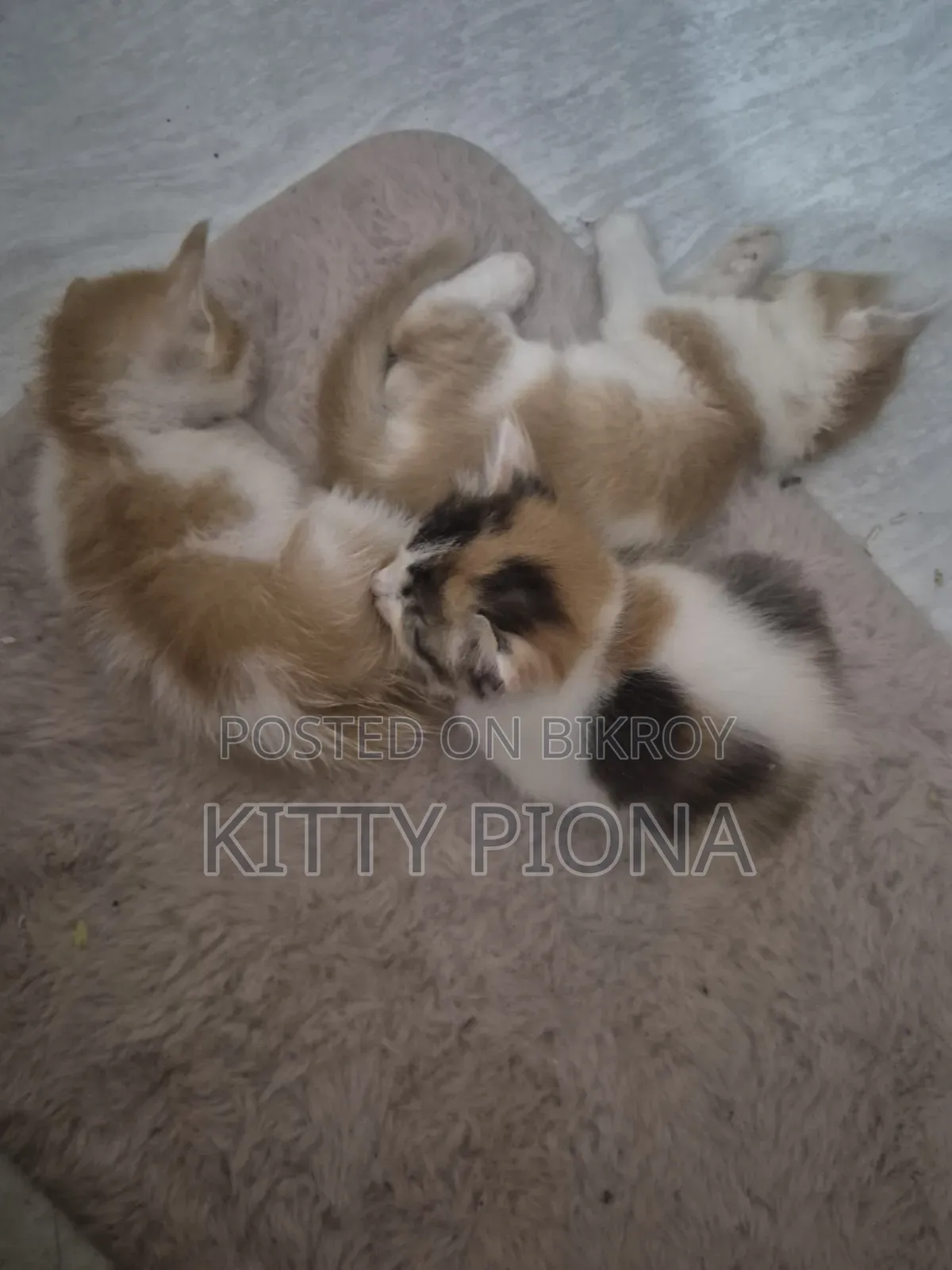 1-3 Months Female Purebred Persian
