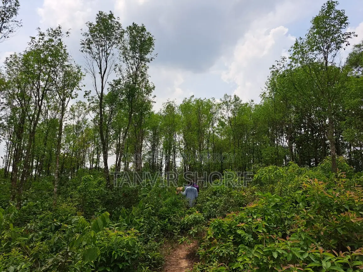 Urgent Sale of 40 Bighas of Tila Land – Maulvibazar Sadar, Sylhet