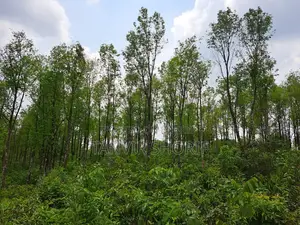 Urgent Sale of 40 Bighas of Tila Land – Maulvibazar Sadar, Sylhet