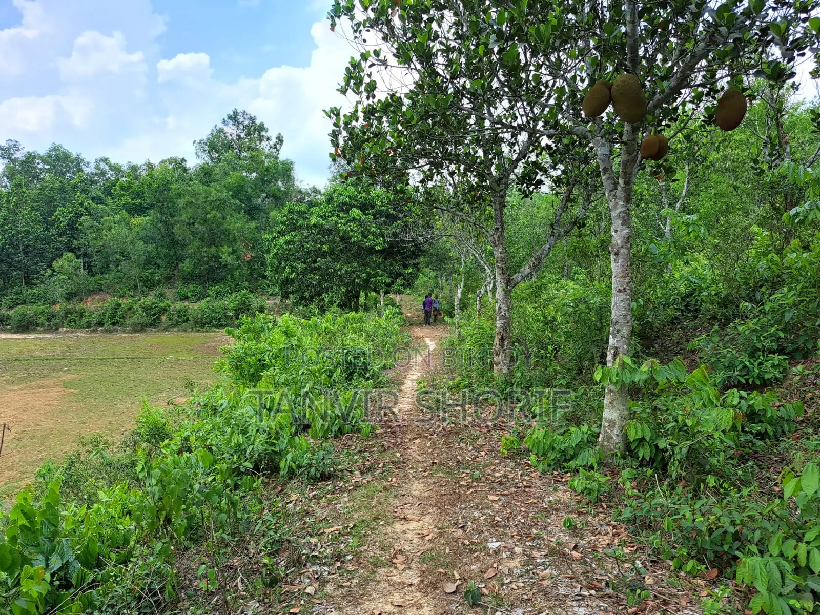 Urgent Sale of 40 Bighas of Tila Land – Maulvibazar Sadar, Sylhet