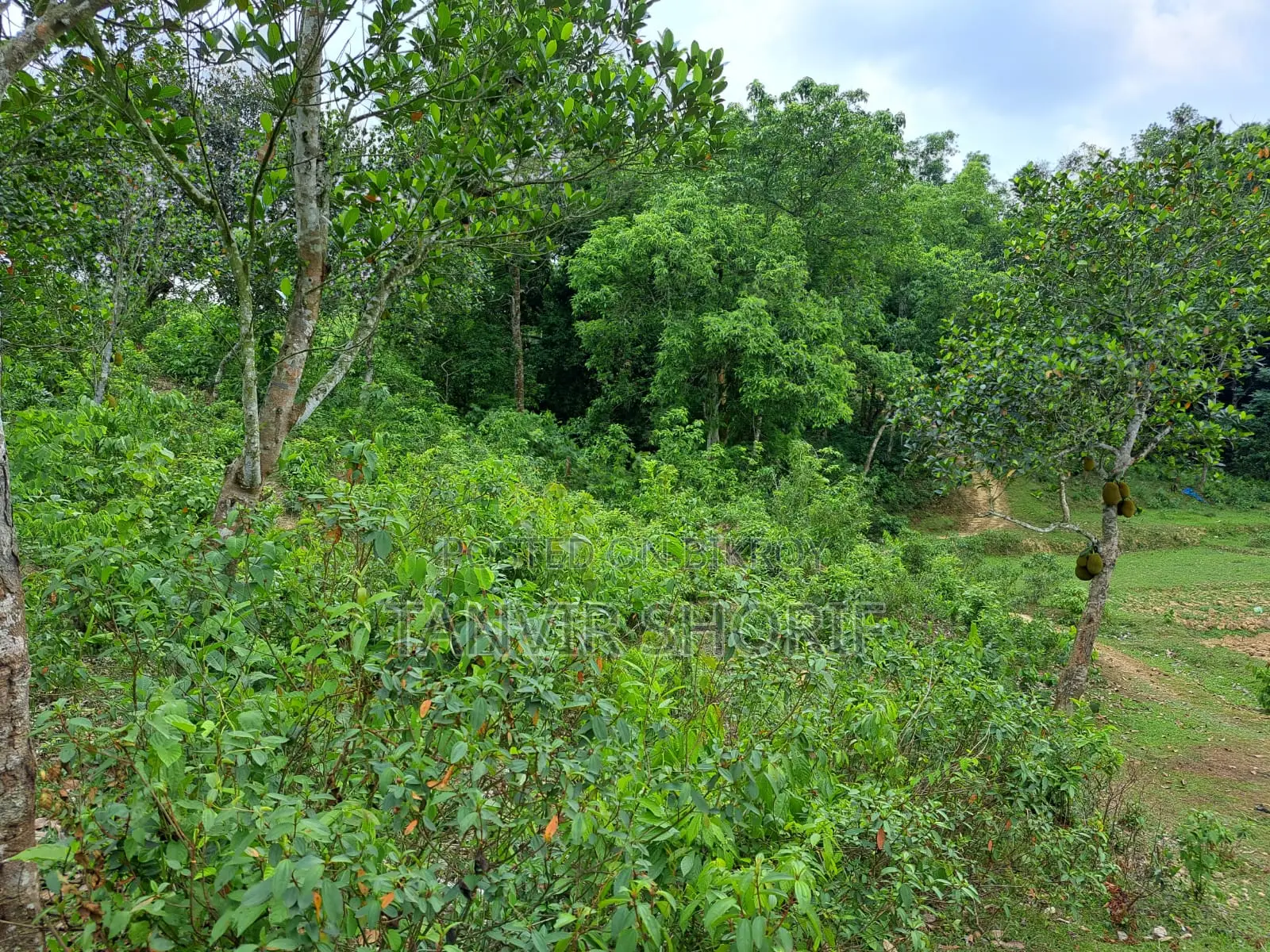 Urgent Sale of 40 Bighas of Tila Land – Maulvibazar Sadar, Sylhet