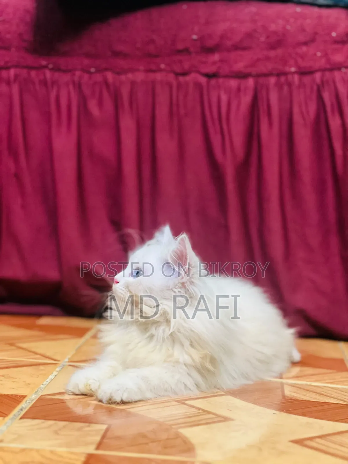 ৩-৬ মাসের পুরুষ খাঁটি পার্সিয়ান